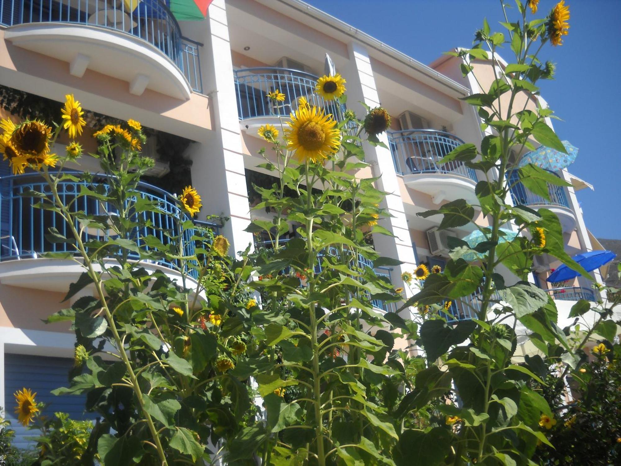 Olive Bay Hotel Agia Efimia Exteriör bild