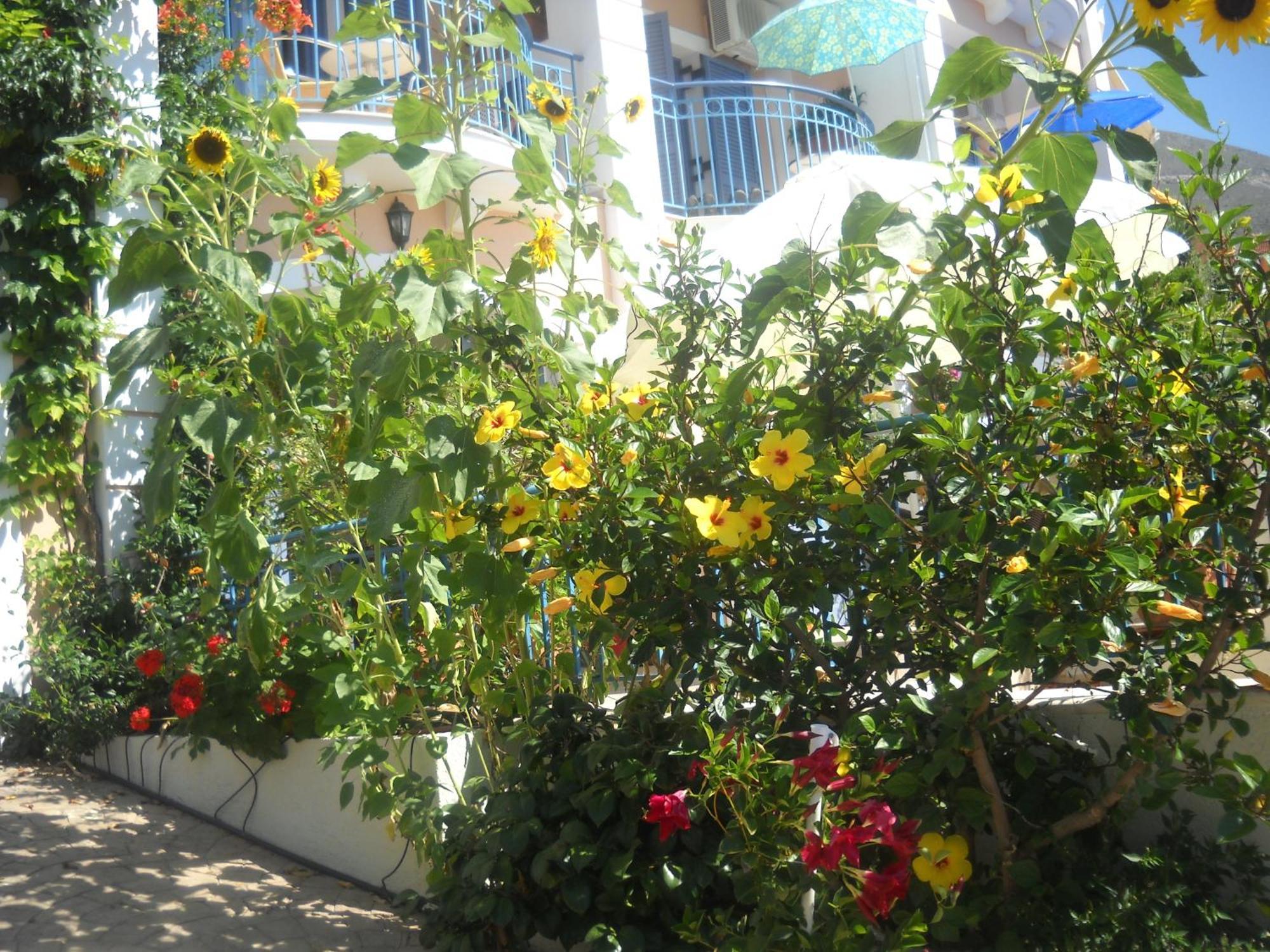 Olive Bay Hotel Agia Efimia Exteriör bild